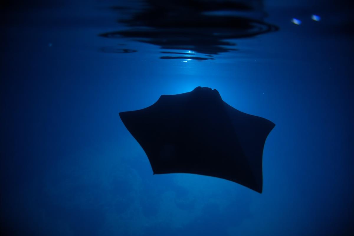 Adventure Travel on the Big Island: Volcanoes, Manta Rays & More